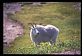 10076-00242-Mountain Goat, Oreamnos americanus.jpg