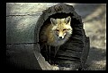 10085-00001-Red Fox, Vulpes vulpes.jpg