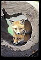 10085-00015-Red Fox, Vulpes vulpes.jpg