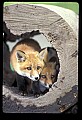 10085-00016-Red Fox, Vulpes vulpes.jpg