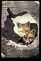 10085-00017-Red Fox, Vulpes vulpes.jpg