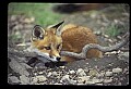 10085-00021-Red Fox, Vulpes vulpes.jpg