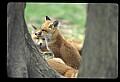 10085-00023-Red Fox, Vulpes vulpes.jpg