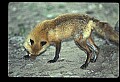 10085-00041-Red Fox, Vulpes vulpes.jpg