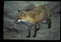 10085-00045-Red Fox, Vulpes vulpes.jpg
