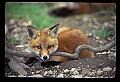 10085-00058-Red Fox, Vulpes vulpes.jpg
