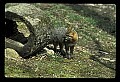 10086-00042-Gray Fox, Urocyon cineoarrgenteus.jpg