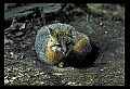 10086-00044-Gray Fox, Urocyon cineoarrgenteus.jpg