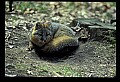 10086-00051-Gray Fox, Urocyon cineoarrgenteus.jpg