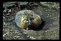 10086-00056-Gray Fox, Urocyon cineoarrgenteus.jpg