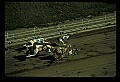 10089-00020-Grayhound Racing.jpg