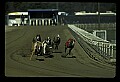 10089-00026-Grayhound Racing.jpg
