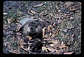 10090-00012-Groundhog, Woodchuck, Marmota monax.jpg