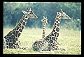1001-00007-Giraffe, Giraffa camelopardalis.jpg