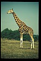 1001-00009-Giraffe, Giraffa camelopardalis.jpg