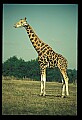 1001-00013-Giraffe, Giraffa camelopardalis.jpg