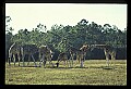 1001-00017-Giraffe, Giraffa camelopardalis.jpg