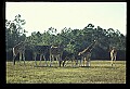 1001-00024-Giraffe, Giraffa camelopardalis.jpg