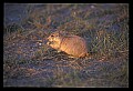 10097-00002-Prairie Dog, Cynomys-Badlands National Park.jpg