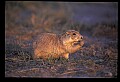 10097-00003-Prairie Dog, Cynomys-Badlands National Park.jpg