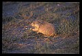 10097-00010-Prairie Dog, Cynomys-Badlands National Park.jpg