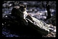 10100-00014-Cougar, Mountain Lion, Felis concolor.jpg