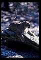 10100-00042-Cougar, Mountain Lion, Felis concolor.jpg