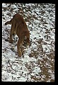 10100-00046-Cougar, Mountain Lion, Felis concolor.jpg