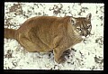 10100-00054-Cougar, Mountain Lion, Felis concolor.jpg