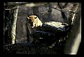 10100-00059-Cougar, Mountain Lion, Felis concolor.jpg