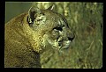 10100-00065-Cougar, Mountain Lion, Felis concolor.jpg