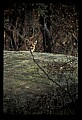 10100-00098-Cougar, Mountain Lion, Felis concolor.jpg