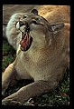 10100-00112-Cougar, Mountain Lion, Felis concolor.jpg