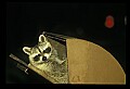 10110-00002-Raccoons, Procyon lotor.jpg