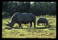 10114-00002-Rhinocerus, General-White RhinocerusCeratotherium simum.jpg