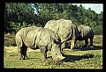 10114-00013-Rhinocerus, General-White RhinocerusCeratotherium simum.jpg