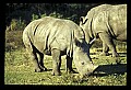 10114-00024-Rhinocerus, General-White RhinocerusCeratotherium simum.jpg