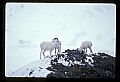 10115-00003-Dall Sheep, Ovis Dalli.jpg