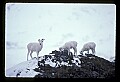 10115-00008-Dall Sheep, Ovis Dalli.jpg