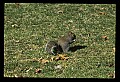10120-00005-Squirrels, General-Gray Squirrel, Sciurus carolinensis.jpg