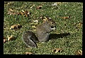 10120-00009-Squirrels, General-Gray Squirrel, Sciurus carolinensis.jpg