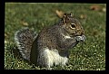 10120-00015-Squirrels, General-Gray Squirrel, Sciurus carolinensis.jpg