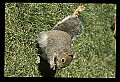 10120-00028-Squirrels, General-Gray Squirrel, Sciurus carolinensis.jpg