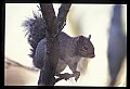 10120-00041-Squirrels, General-Gray Squirrel, Sciurus carolinensis.jpg