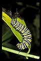 10200-00008-Caterpillars, Worms.jpg