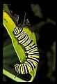 10200-00010-Caterpillars, Worms.jpg