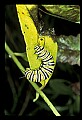 10200-00012-Caterpillars, Worms.jpg