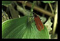 10209-00003-Beetles.jpg