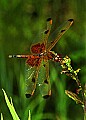 10214-00001-Dragonflies, Damselflies-red dragonfly.jpg
