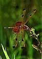 red dragonfly-sample.jpg